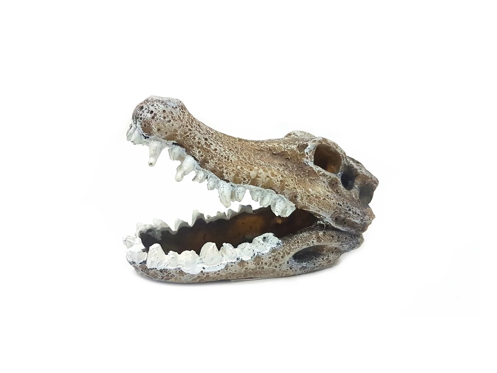 Fosil De Cocodrilo