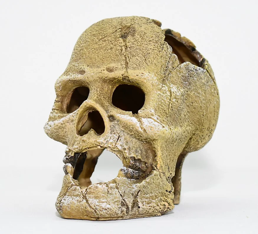 Craneo Humano