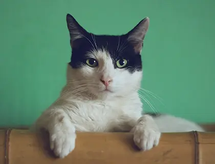 Gatos
