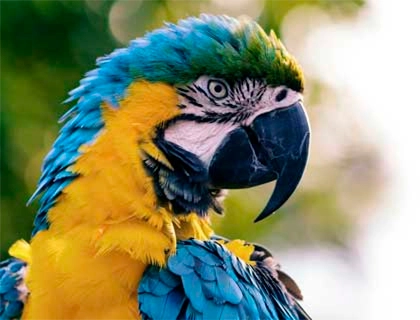 Aves